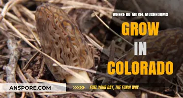 Discovering Colorado's Morel Mushroom Hotspots: Where and When to Hunt
