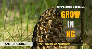 Discovering North Carolina's Morel Mushroom Habitats: Locations and Tips