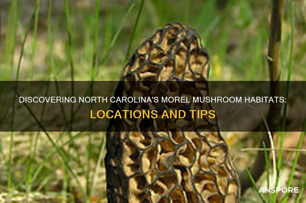 where do morel mushrooms grow in nc