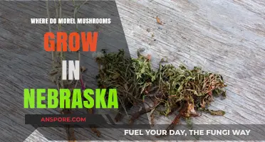 Discovering Nebraska's Morel Mushroom Hotspots: Locations and Growing Conditions