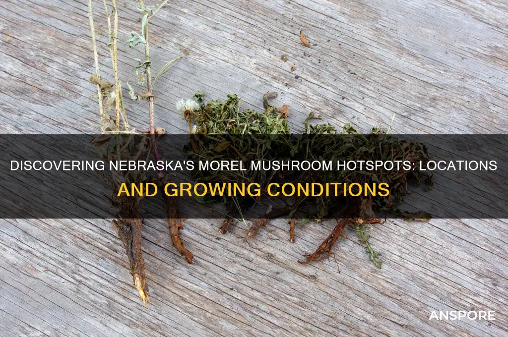 where do morel mushrooms grow in nebraska