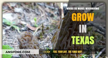Discovering Texas Morel Mushrooms: Ideal Habitats and Growing Conditions