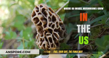 Discovering Morel Mushrooms: Prime US Locations for Foraging Success