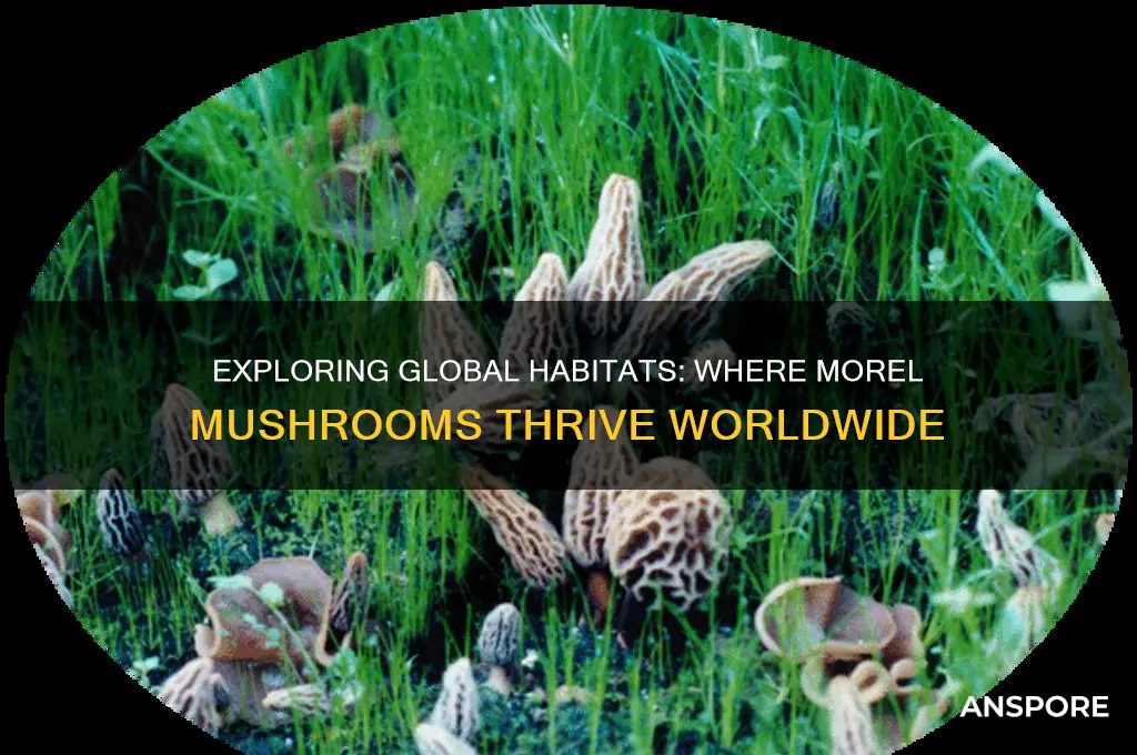where do morel mushrooms grow in the world