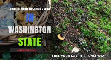 Discovering Washington State's Morel Mushroom Hotspots: A Forager's Guide
