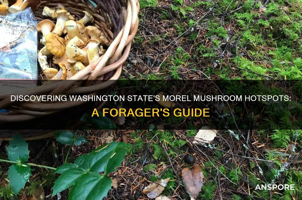 where do morel mushrooms grow in washington state