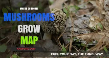 Where Do Morel Mushrooms Grow: A Detailed Map Guide