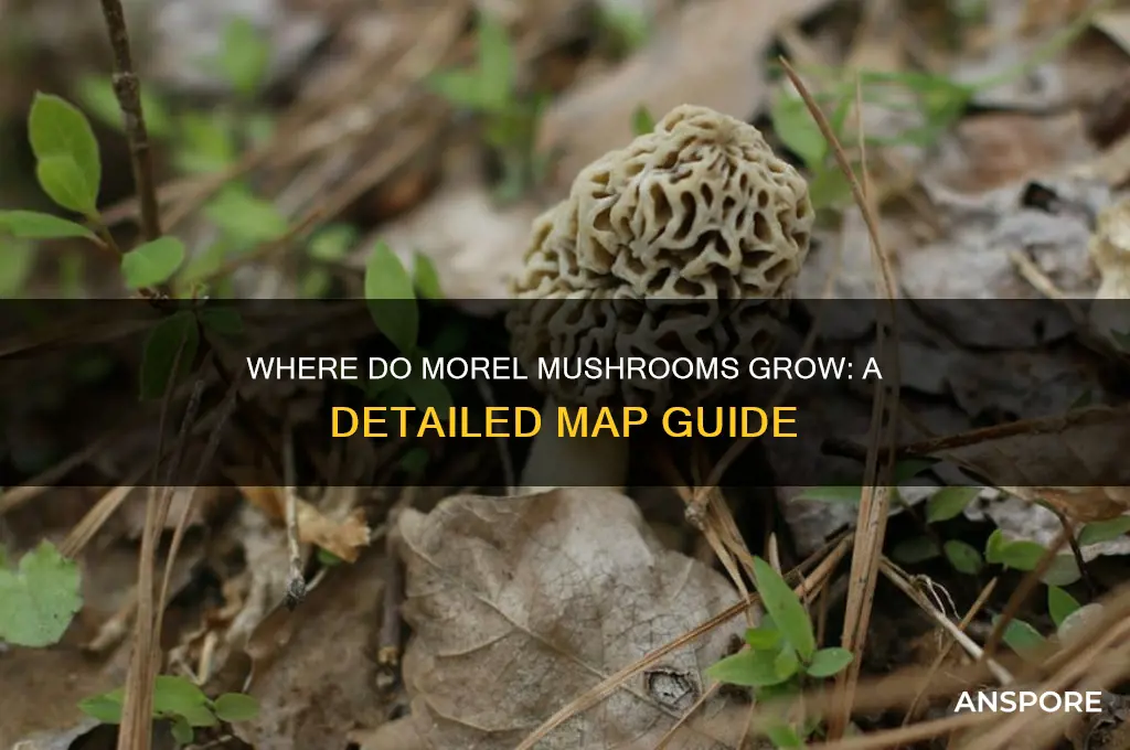 where do morel mushrooms grow map