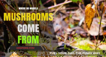Unveiling the Mysterious Origins of Morel Mushrooms: A Forest Treasure