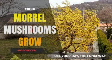 Discovering Morel Mushrooms: Ideal Habitats and Growing Conditions Explained