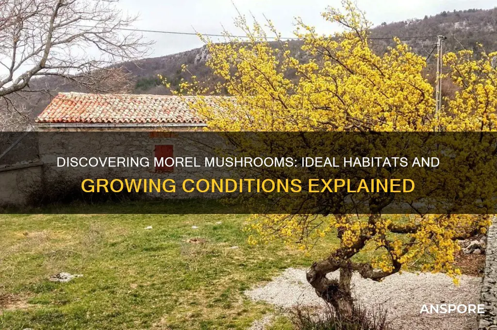 where do morrel mushrooms grow