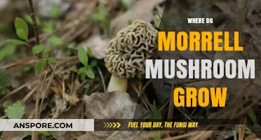 Discovering Morrell Mushrooms: Ideal Habitats and Growing Conditions Explained