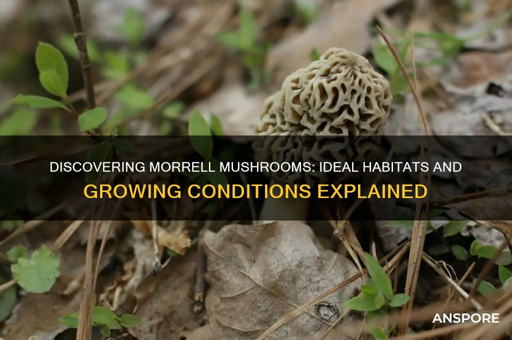 where do morrell mushrooms grow