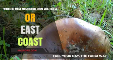 Mushroom Growth Comparison: West Coast vs. East Coast Explored