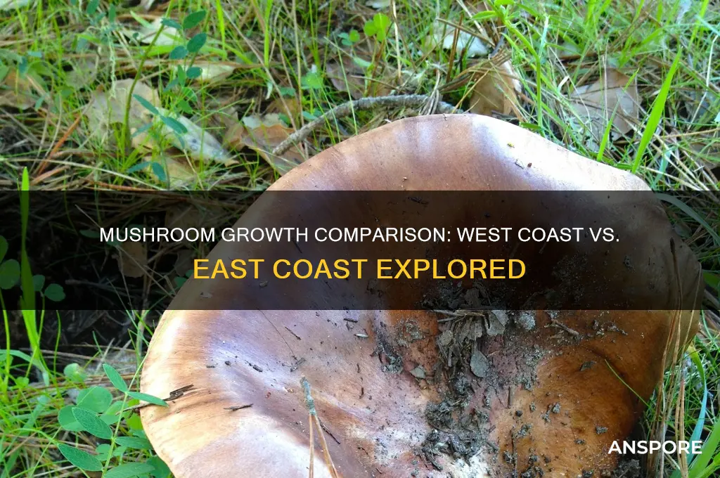 where do most mushrooms grow west coast or east coast