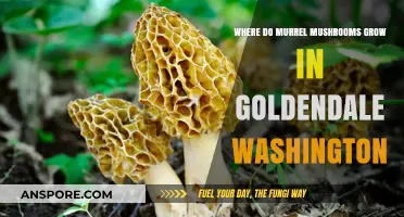 Discovering Murrel Mushrooms: Goldendale, Washington's Hidden Fungal Treasures