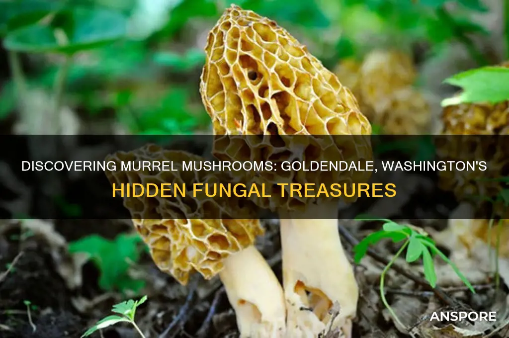 where do murrel mushrooms grow in goldendale washington