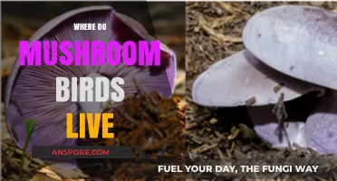 Mushroom Birds: Where Do They Live?