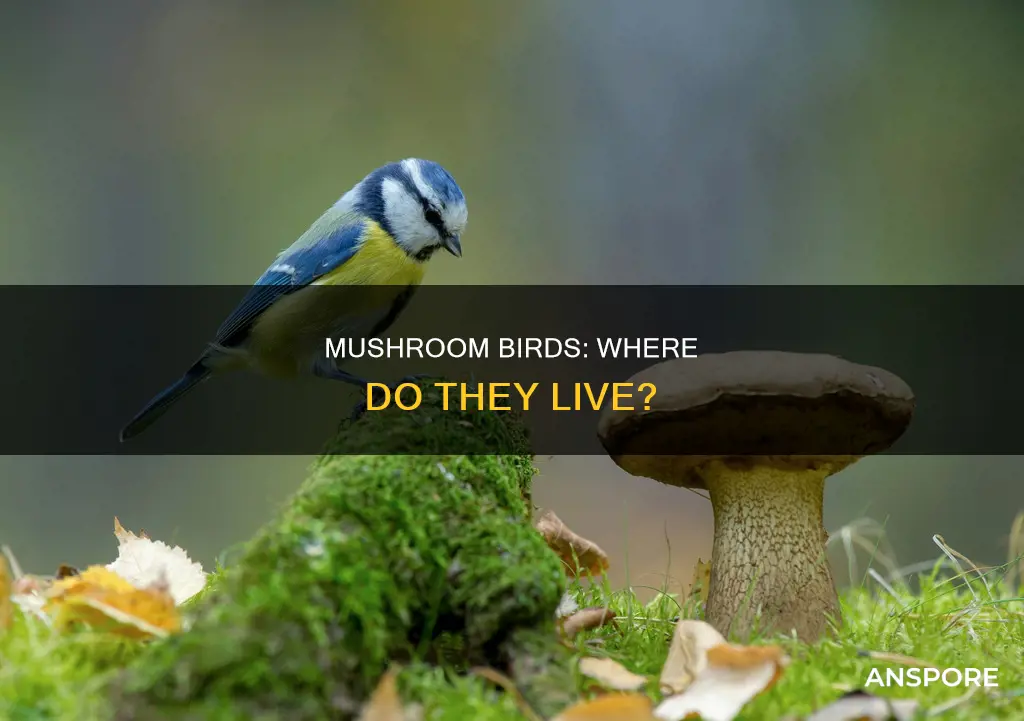 where do mushroom birds live