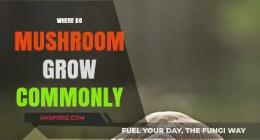 Exploring Common Habitats: Where Mushrooms Naturally Thrive and Grow