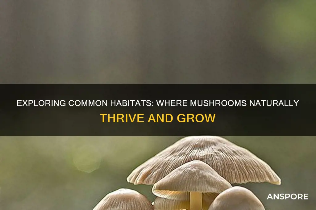 where do mushroom grow commonly