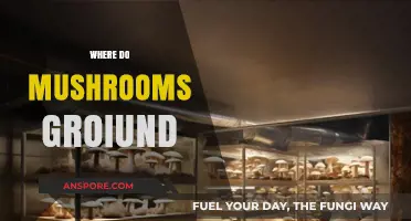 Mushroom Growth: Where and How They Thrive