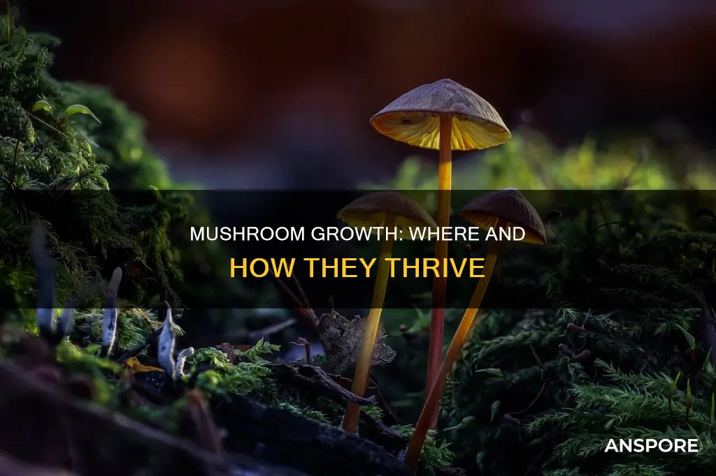where do mushrooms groiund