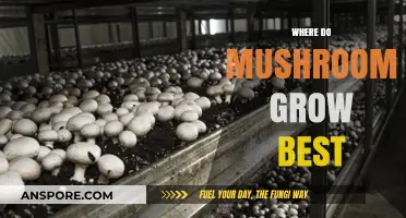 Optimal Conditions for Mushroom Growth: Location, Environment, and Cultivation Tips