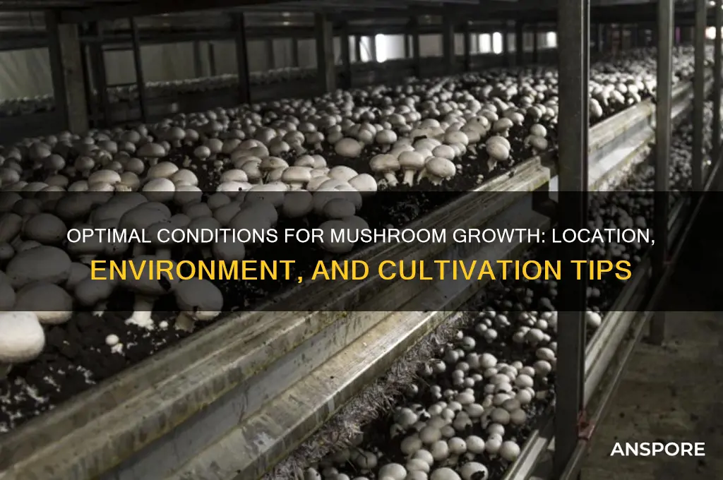 where do mushrooms grow best