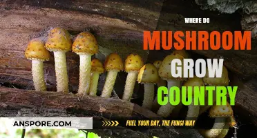 Exploring Global Mushroom Habitats: Where Do Mushrooms Grow Country-Wide?