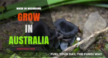 Exploring Australia's Fungal Havens: Where Mushrooms Thrive in the Wild
