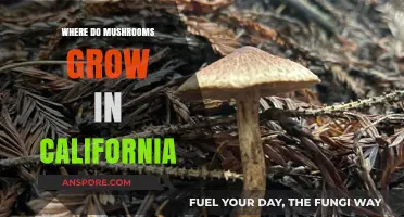 Exploring California's Mushroom Habitats: Where and When to Find Them