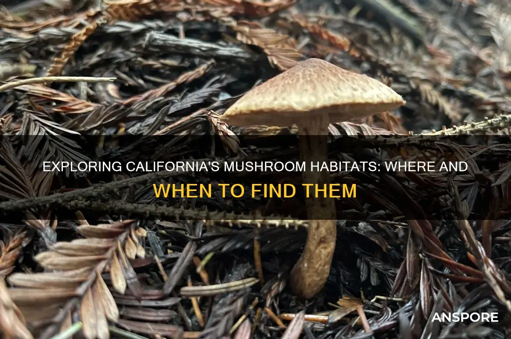 where do mushrooms grow in california