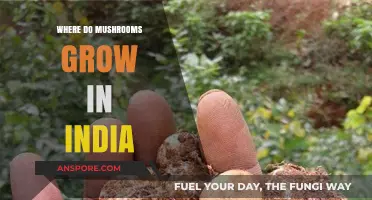 Exploring India's Mushroom Habitats: Where These Fungi Thrive Naturally