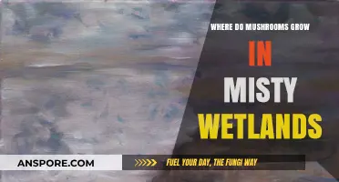 Exploring Mushroom Habitats: Where Fungi Thrive in Misty Wetlands