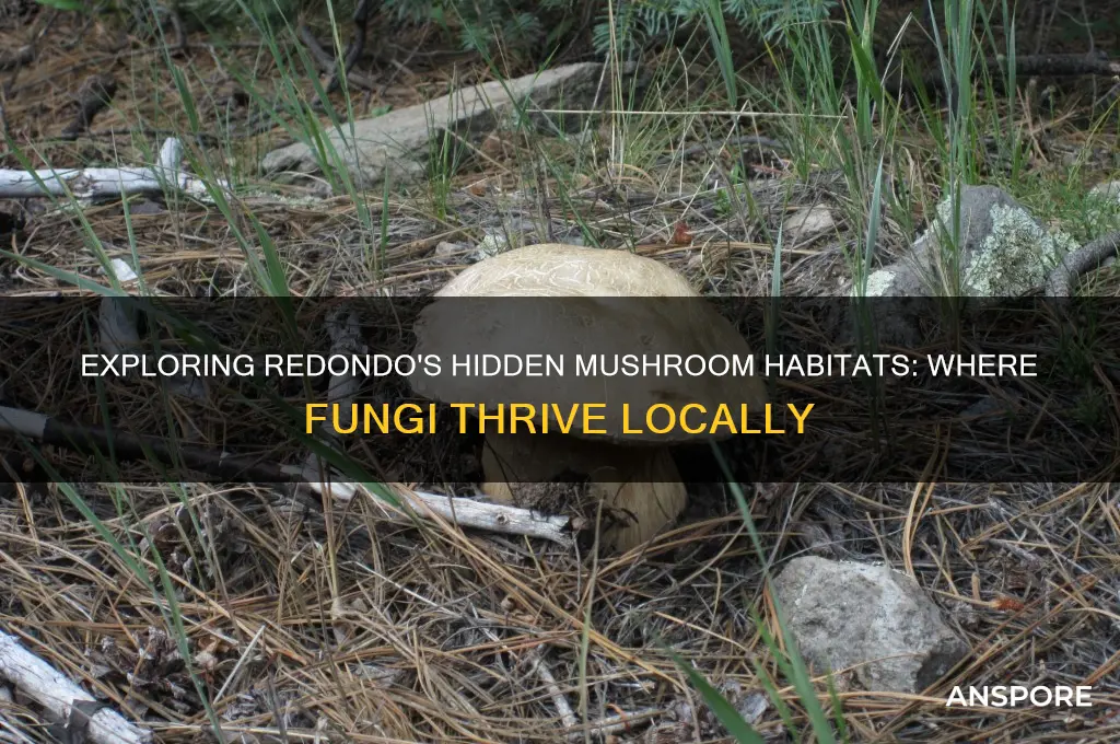 where do mushrooms grow in redondo