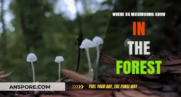 Exploring Forest Floors: Where Mushrooms Thrive in Nature's Hidden Spots