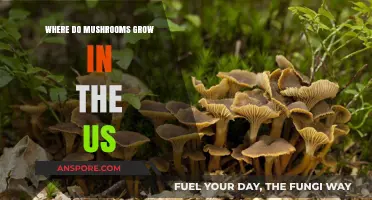 Exploring the Best US Regions for Mushroom Growth and Harvesting
