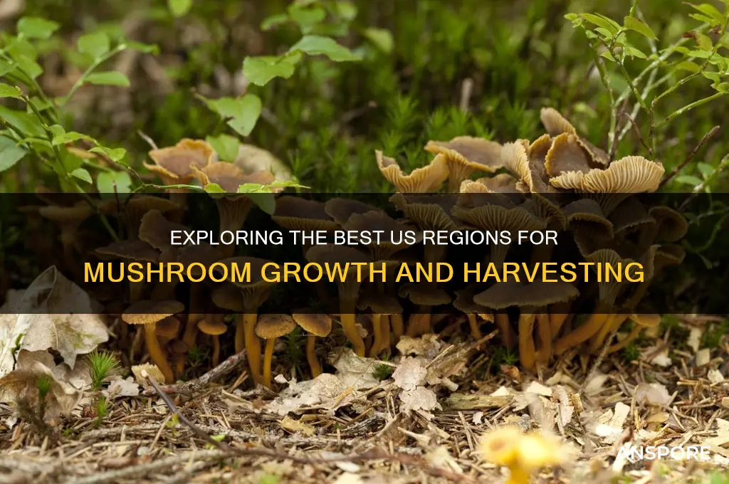 where do mushrooms grow in the us