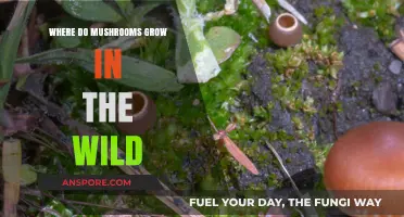 Exploring Nature's Hidden Gems: Wild Mushroom Habitats and Growth Secrets