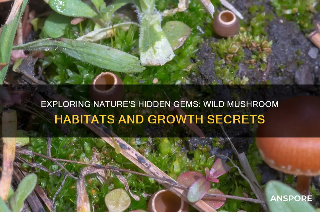 where do mushrooms grow in the wild