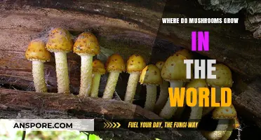 Exploring Global Mushroom Habitats: Where Fungi Thrive Worldwide