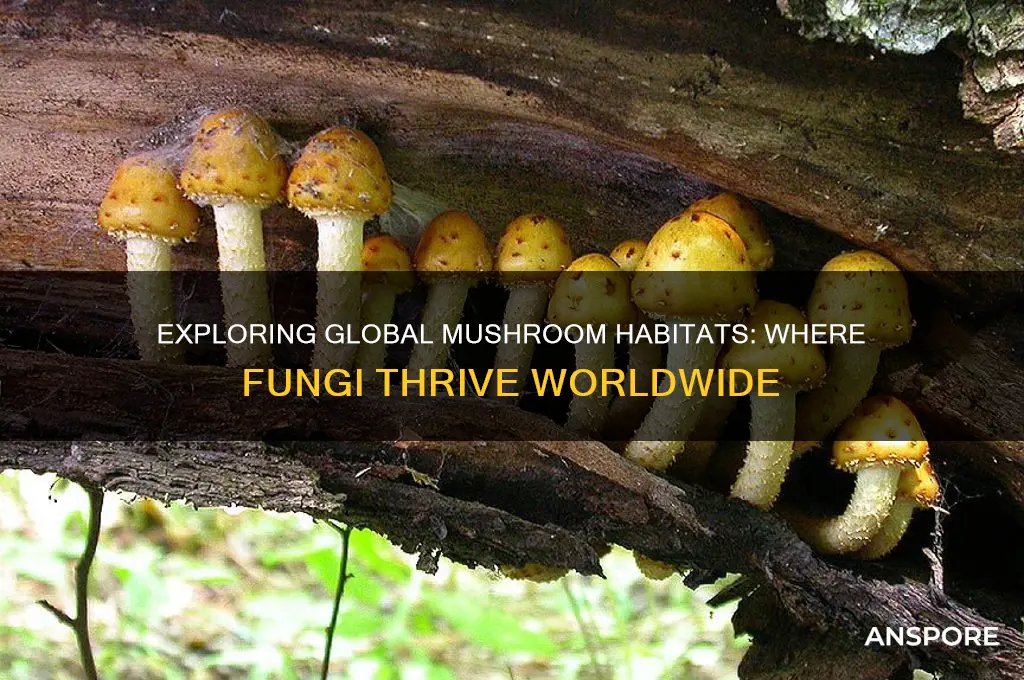where do mushrooms grow in the world