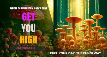 Exploring Psychedelic Mushrooms: Natural Habitats for Mind-Altering Varieties