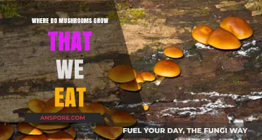Exploring Edible Mushroom Habitats: Where Do Our Favorite Fungi Thrive?