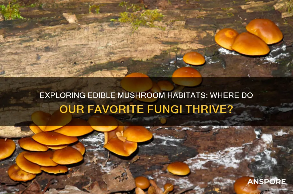 where do mushrooms grow that we eat