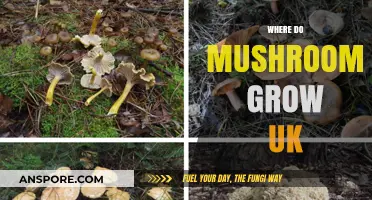 Discovering the Best UK Spots for Mushroom Growth and Foraging