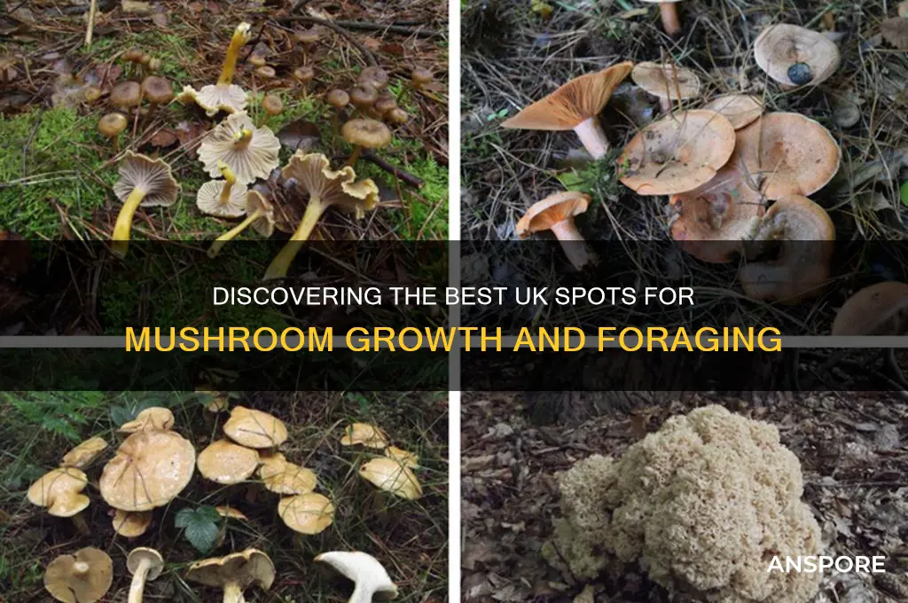 where do mushrooms grow uk