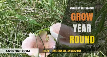 Discover Where Mushrooms Thrive Year-Round: Ideal Growing Conditions Explained