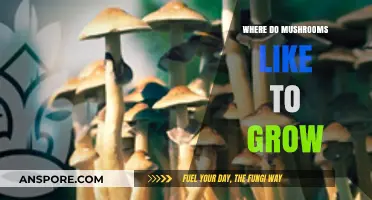 Where Mushrooms Thrive: Unveiling Their Favorite Growing Environments
